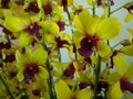 Closeup shot of blooming yellow Orchid Dendrobium flowers at daytime Royalty Free Stock Photo