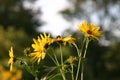 Closeup shot of blooming yellow sunroot wild sunflowers on a field