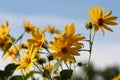 Closeup shot of blooming yellow sunroot wild sunflowers on a field