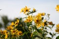 Closeup shot of blooming yellow sunroot wild sunflowers on a field