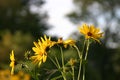 Closeup shot of blooming yellow sunroot wild sunflowers on a field