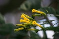Closeup shot of blooming yellow tree tobacco flowers