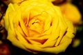 Closeup shot of the blossomed, beautiful yellow rose Royalty Free Stock Photo