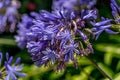 Closeup shot of blue African lily flowers - Agapanthus Africanus Royalty Free Stock Photo