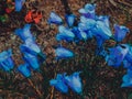 Closeup shot of blue Bellflowers in a field