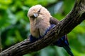 Closeup shot of a blue-bellied roller perched on a tree branch Royalty Free Stock Photo