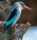 Closeup shot of a blue Coraciiformes sitting on a tree branch