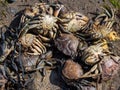 Closeup shot of blue crabs on the beach Royalty Free Stock Photo
