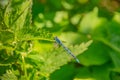 Blue damselfly with green background