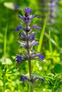 A closeup shot of blue flowers of Ajuga reptans Atropurpurea in spring.Blue bugle Ajuga reptans flowers