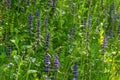 A closeup shot of blue flowers of Ajuga reptans Atropurpurea in spring.Blue bugle Ajuga reptans flowers