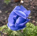 Closeup shot of a blue Gentiana flower in a park