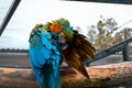 Closeup shot of a blue and gold macaw perched on a branch Royalty Free Stock Photo