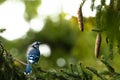 Closeup shot of a blue jay bird on e pine tree Royalty Free Stock Photo