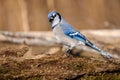 Closeup shot of a blue jay bird perched on a mossy tree branch Royalty Free Stock Photo
