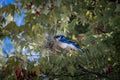 Closeup shot of a blue jay bird perched on a tree branch Royalty Free Stock Photo