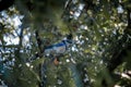 Closeup shot of a blue jay bird perched on a tree branch Royalty Free Stock Photo