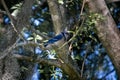 Closeup shot of a blue jay bird perched on a tree branch Royalty Free Stock Photo