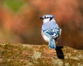 Closeup shot of a blue jay bird perched on a tree branch Royalty Free Stock Photo