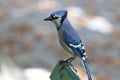 Closeup shot of a blue jay perched on the surface of a bench in Halifax, Germant