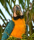 Closeup shot of a blue macaw bird perched on a tree branch Royalty Free Stock Photo