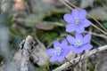 Closeup shot of blue Noble liverwort flowers on a blurred background