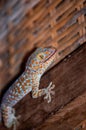 Closeup shot of a blue and orange lizard on a wooden surface with a blurred background Royalty Free Stock Photo