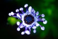 Closeup shot of a blue Osteospermum flower