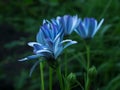 Closeup shot of blue Osteospermum flowers in a shady garden surrounded by green foliage