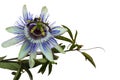 Closeup shot of a blue passionflower isolated on a white background Royalty Free Stock Photo