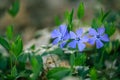 Closeup shot of blue periwinkle flowers in a forest in daylight surrounded by green leaves Royalty Free Stock Photo