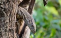 Closeup shot of a blue-spotted tree monitor lizard in a tree Royalty Free Stock Photo