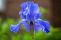 Closeup shot of blue sweet iris flower in a garden