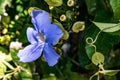 Closeup shot of a blue thunbergia flower during daytime