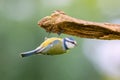 Closeup shot of a blue tit bird perched upside down on a branch Royalty Free Stock Photo