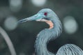 Closeup shot of a blue Tricolored Heron (Egretta tricolor) on the blurred background Royalty Free Stock Photo