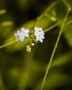 Closeup shot of blue Water Forget-Me-Not flowers on a blurred background