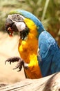 Closeup shot of blue and yellow Macaw Royalty Free Stock Photo