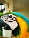 Closeup shot of blue and yellow macaw parrot outdoors on the terrace Royalty Free Stock Photo