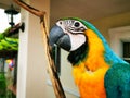 Closeup shot of blue and yellow macaw parrot outdoors on the terrace Royalty Free Stock Photo