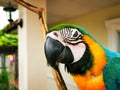 Closeup shot of blue and yellow macaw parrot outdoors on the terrace Royalty Free Stock Photo