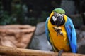 Closeup shot of a blue and yellow macaw perched on the branch Royalty Free Stock Photo