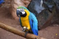 Closeup shot of a blue and yellow macaw perched on the branch Royalty Free Stock Photo