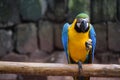 Closeup shot of a blue and yellow macaw perched on the branch Royalty Free Stock Photo