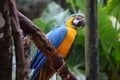 Closeup shot of a blue and yellow macaw perched on the branch Royalty Free Stock Photo