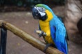 Closeup shot of a blue and yellow macaw perched on the branch Royalty Free Stock Photo