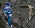 Closeup shot of a Bluejay bir in winter