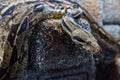 Closeup shot of a boa constrictor snake slithering on a rock wall Royalty Free Stock Photo
