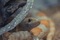 Closeup shot of boa snake shedding skin