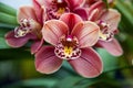 Closeup shot of a boat orchid Royalty Free Stock Photo
